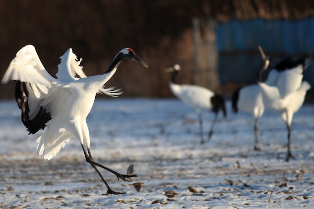 Żuraw czarnoszyi lądujący na ziemi pokrytej śniegiem na Hokkaido w Japonii