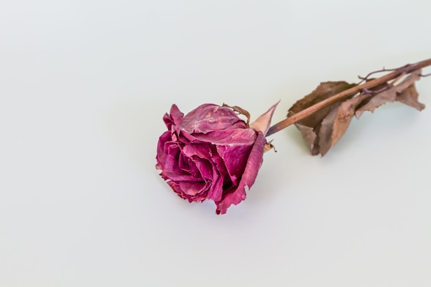 Znalezione obrazy dla zapytania zwiędła róża