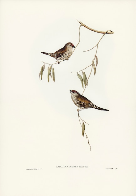 Zwykły Finch (Amadina modesta) zilustrowany przez Elizabeth Gould