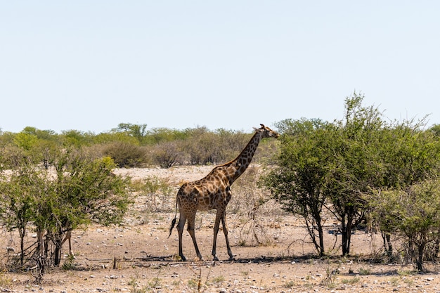 Żyrafa je malutką zieloną akację opuszcza w Okaukuejo, Etosha park narodowy, Namibia