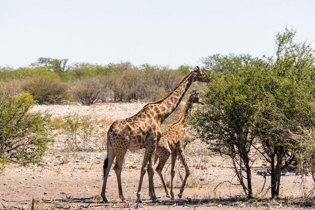 Żyrafa je malutką zieloną akację opuszcza w Okaukuejo, Etosha park narodowy, Namibia