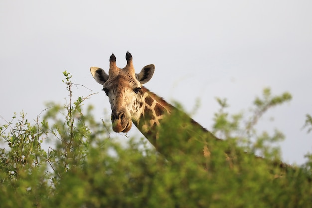 Żyrafa masajska w parku narodowym Tsavo East, Kenia, Afryka