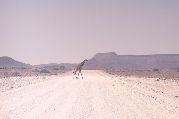 Żyrafa na drodze