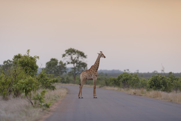żyrafa stojąca na pustej drodze