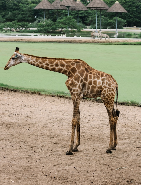 Bezpłatne zdjęcie Żyrafa w plenerowym parku
