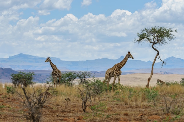 Bezpłatne zdjęcie Żyrafy w afrykańskim krajobrazie