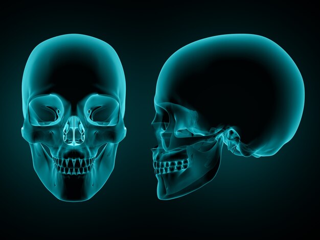 3d render de vista frontal y lateral de un cráneo