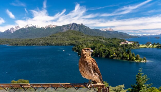 87/5000 chimango andino posando en un hermoso paisaje de la sierra de San Carlos de Bariloche