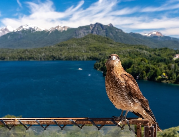 Foto gratuita 87/5000 chimango andino posando en un hermoso paisaje de la sierra de san carlos de bariloche