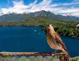 Foto gratuita 87/5000 chimango andino posando en un hermoso paisaje de la sierra de san carlos de bariloche