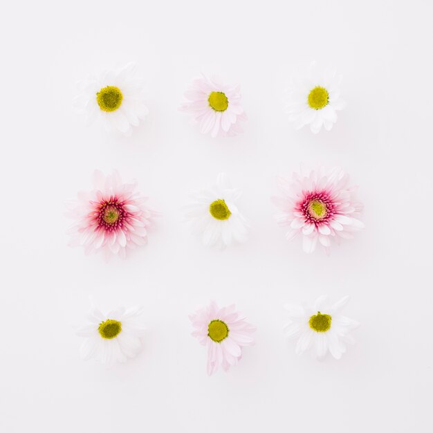 9 flores pequeños