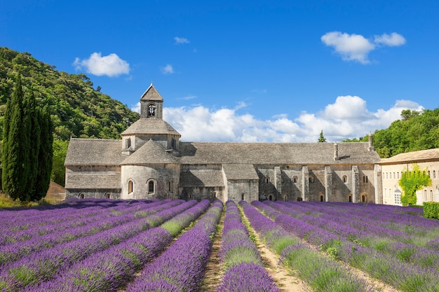 Abadía famosa de Senanque y flores de lavanda. Francia.