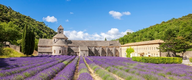 Abadía de Senanque y filas florecientes de flores de lavanda. Vista panorámica.