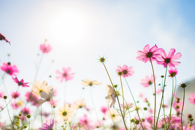 Abatract.Sweet flores de cosmos de color en la textura de bokeh suave desenfoque para el fondo con el estilo pastel vintage retro