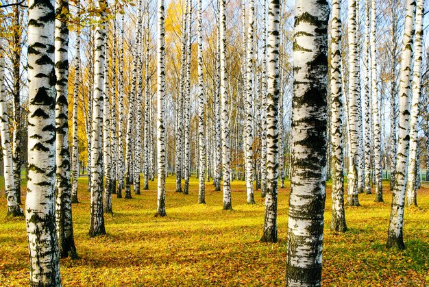 Abedul en otoño