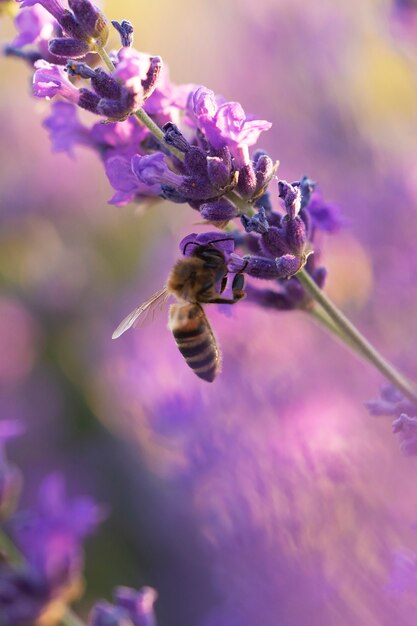 Abeja de alto ángulo en campo de lavanda