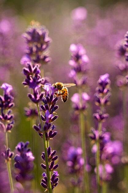 Abeja de alto ángulo en un hermoso campo de lavanda