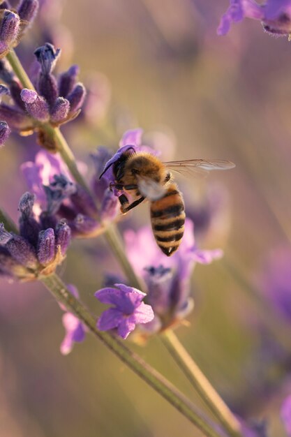 Abeja de alto ángulo en la planta de lavanda