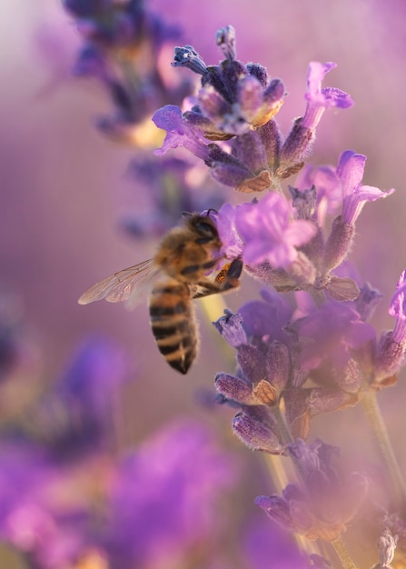 Abeja en ángulo alto de planta de lavanda