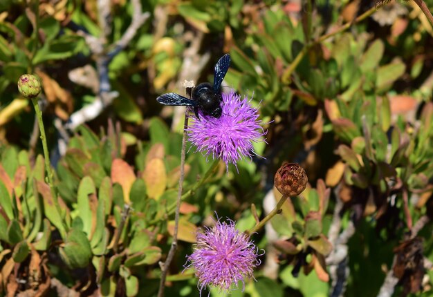 Abeja carpintera recogiendo polen de flores centauro maltés