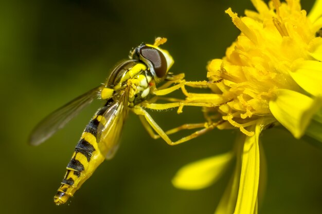 Abeja colorida sentada en flor de cerca