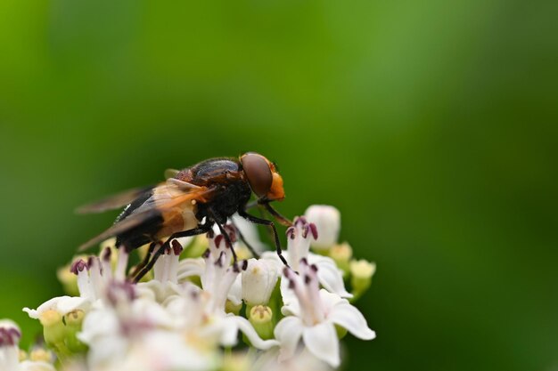 Una abeja en una flor Hermoso fondo de color natural