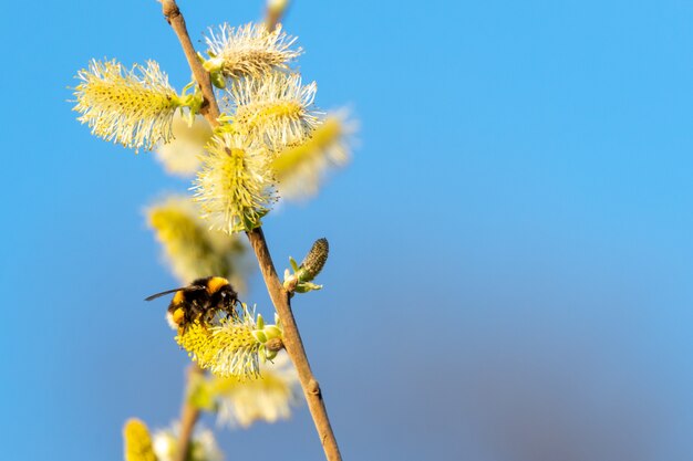 abeja en flor sobre el cielo