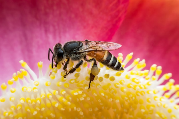 Abeja en flor