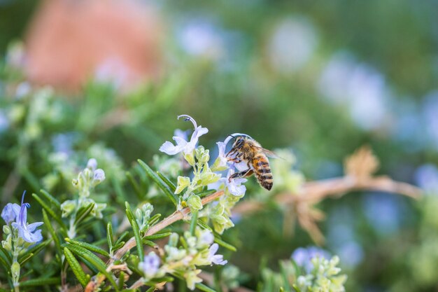 Abeja en una flor