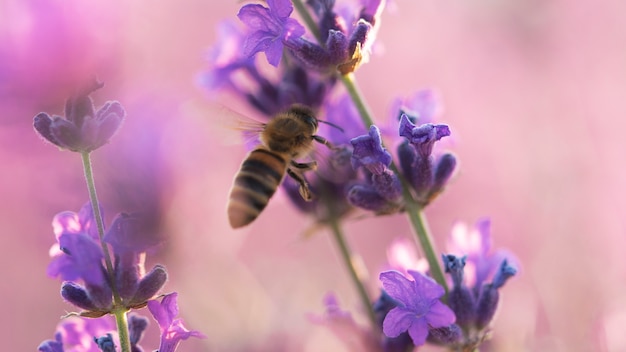 Abeja en una hermosa planta de lavanda púrpura