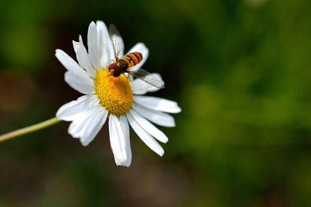 &quot;Abeja en manzanilla&quot;