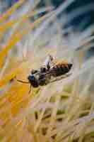 Foto gratuita abeja marrón y negra