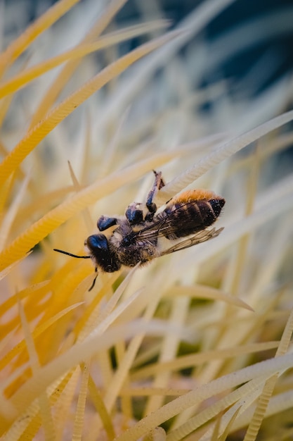 Abeja marrón y negra