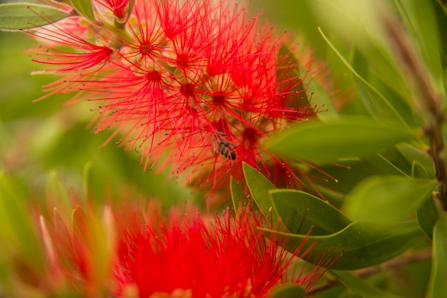 Abeja de la miel botella de color rojo Callistemon nectar de flores volar volando