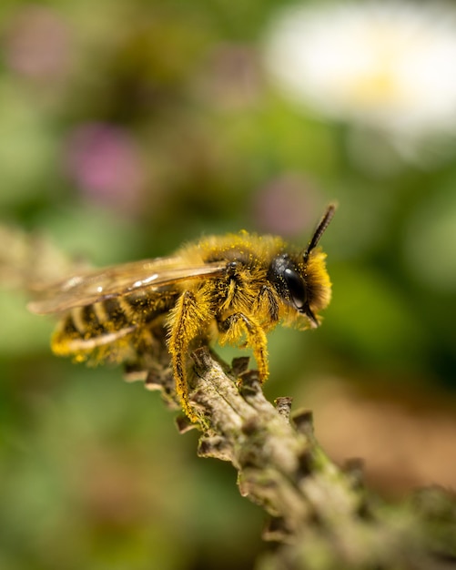 Abeja minera Andrena en la rama de un árbol en un jardín