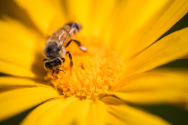 Abeja negra y amarilla en flor amarilla