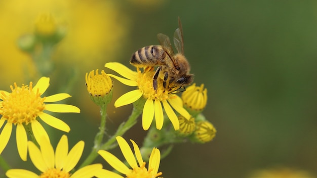 Abeja de pie sobre una flor amarilla rodeada de otros