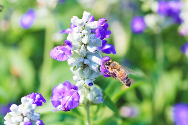 Abeja polinizando flor