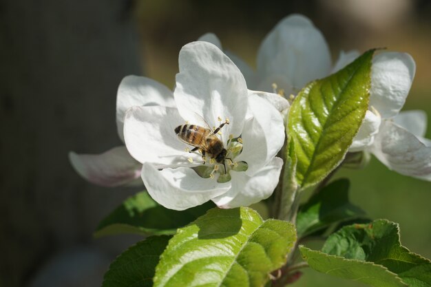 Abeja polinizando sobre una flor blanca con un fondo borroso