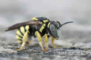 Foto gratuita abeja de resina rotunda macho amarillo, anthidiellum strigatum en gard, francia