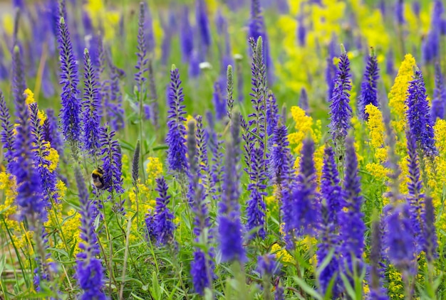 Foto gratuita abeja sentada en flor de lavanda