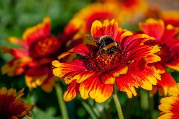Una abeja sentada sobre la flor de Gaillardia pulchella
