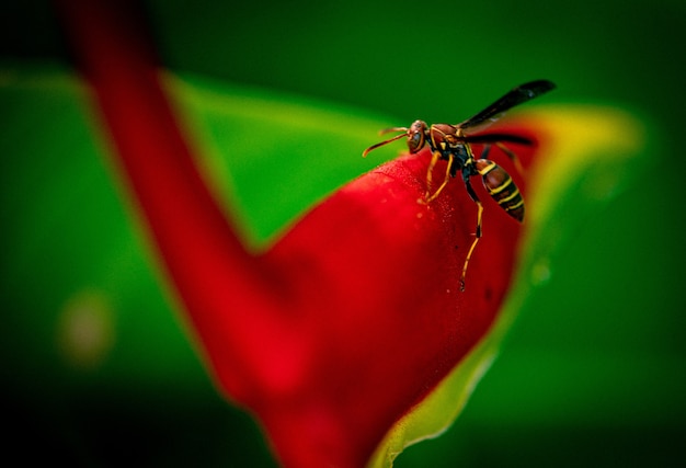 Abeja sentada sobre una flor roja brillante en el jardín