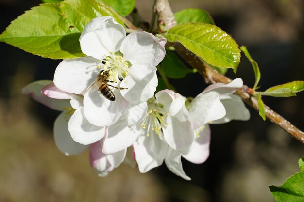 Abeja sobre una flor blanca