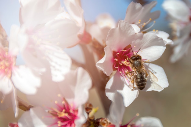 Foto gratuita abeja