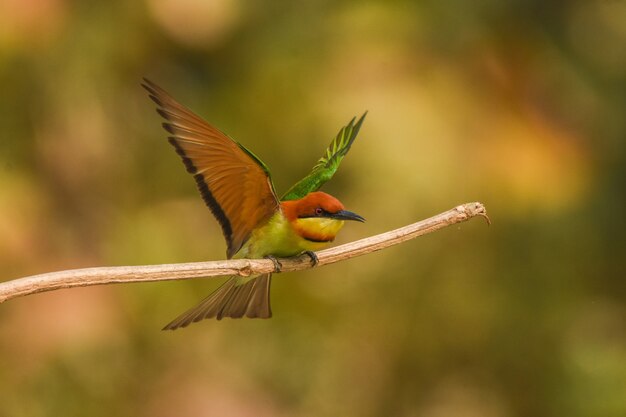 Abejaruco de cabeza castaña (Merops leschenaulti) preparándose para volar