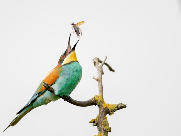 Foto gratuita abejaruco colorido tratando de comerse un insecto volador en la rama de un árbol