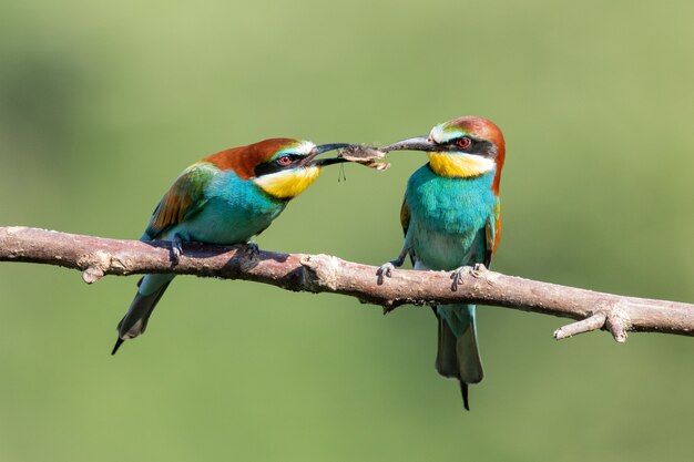 Abejarucos coloridos compartiendo comida en la rama de un árbol