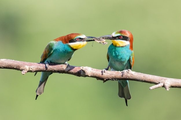 Abejarucos coloridos compartiendo comida en la rama de un árbol