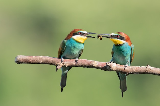 Abejarucos coloridos compartiendo comida en la rama de un árbol